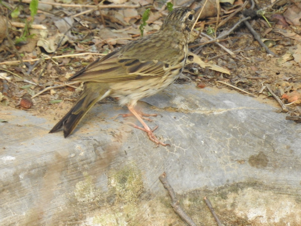 Olive-backed Pipit - ML425680571
