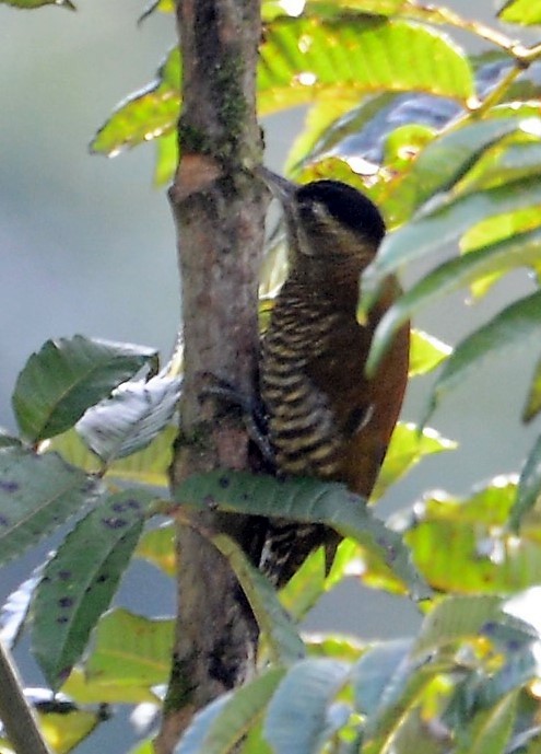 Bar-bellied Woodpecker - ML42568101