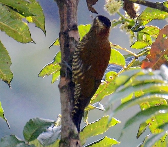 Bar-bellied Woodpecker - Neil Wingert