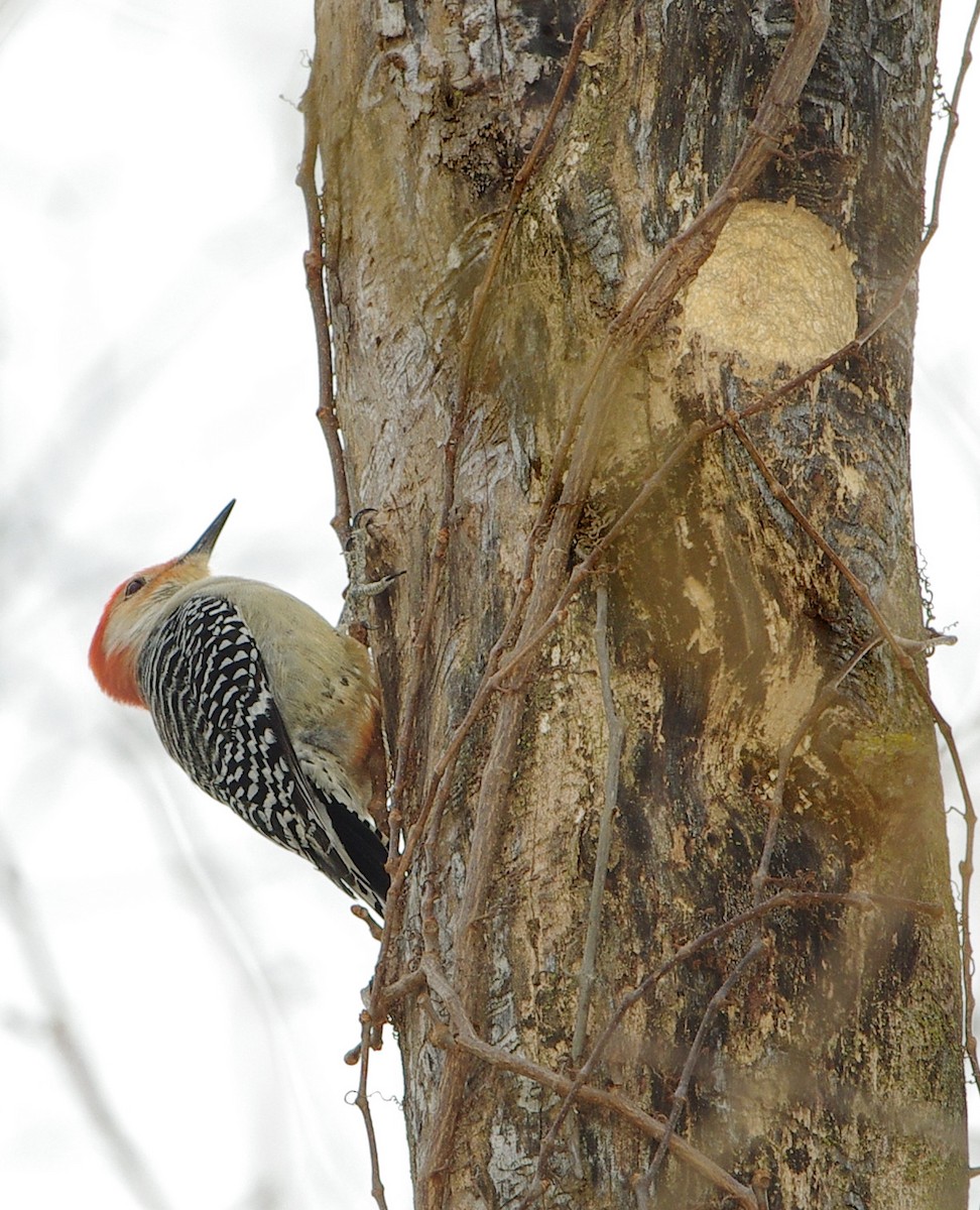 Red-bellied Woodpecker - ML425681731