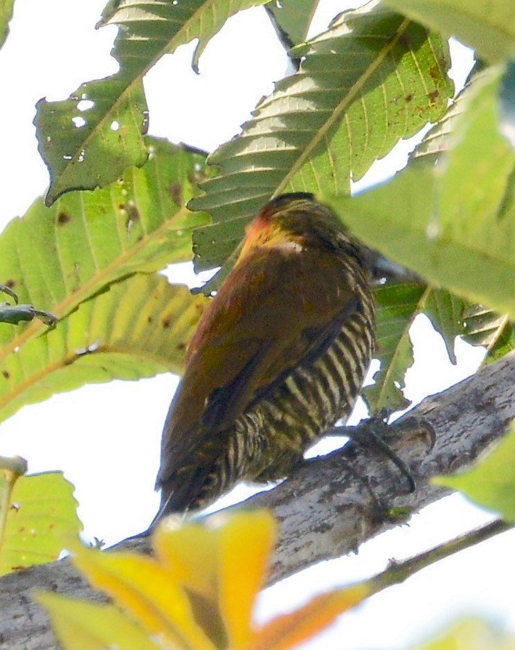 Bar-bellied Woodpecker - ML42568361