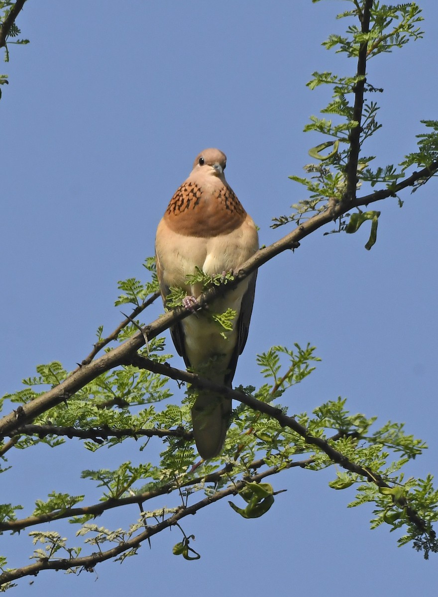 Laughing Dove - ML425685351