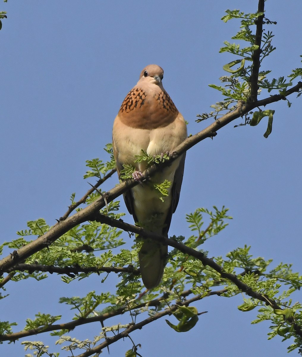 Laughing Dove - ML425685361