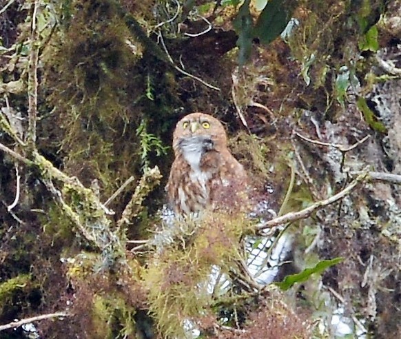 Yungas Pygmy-Owl - ML42568731