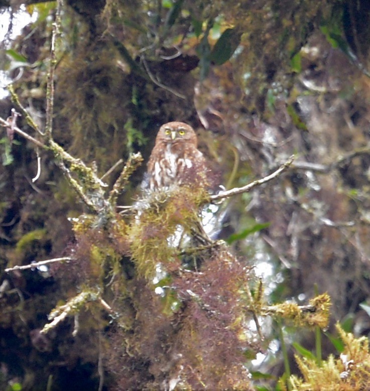 Yungas Pygmy-Owl - ML42568741