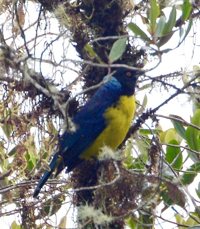 Hooded Mountain Tanager - ML42568851