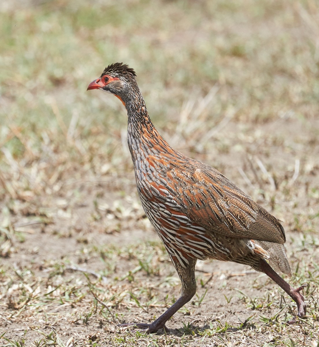 Gray-breasted Spurfowl - ML42568861