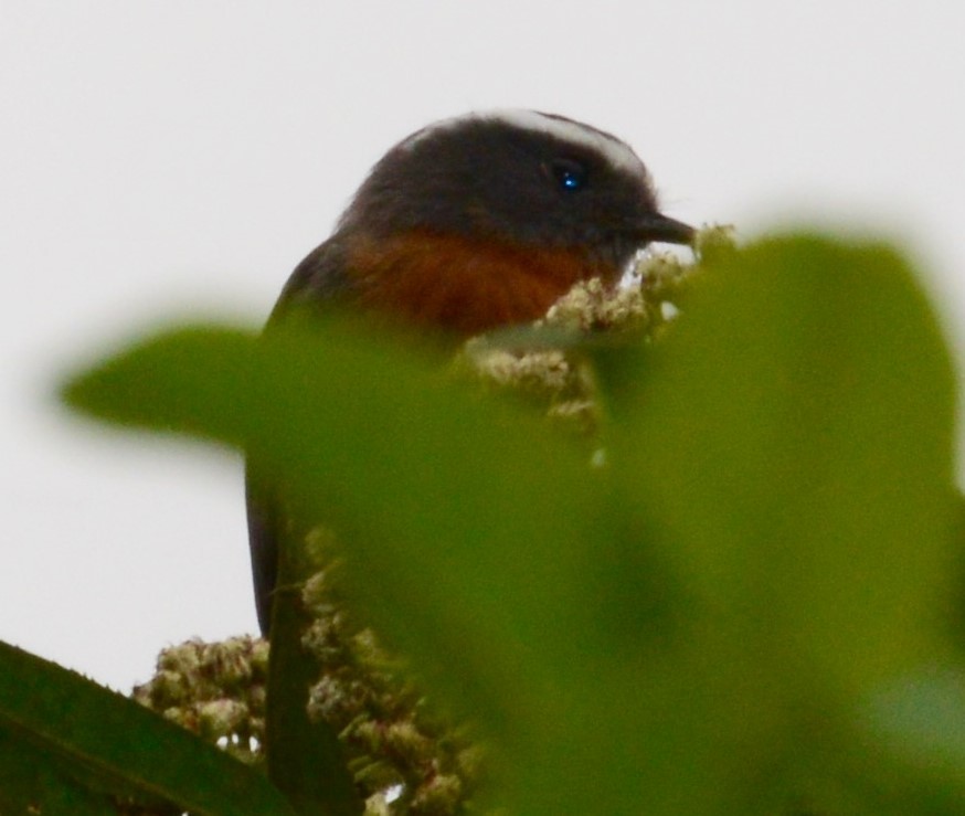 Rufous-breasted Chat-Tyrant - Neil Wingert