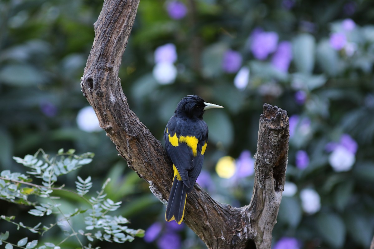 Yellow-winged Cacique - ML42568901