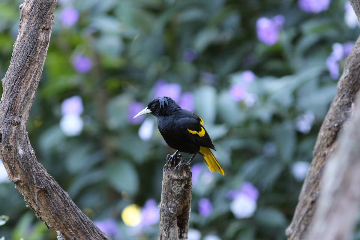 Yellow-winged Cacique - Mark Patry