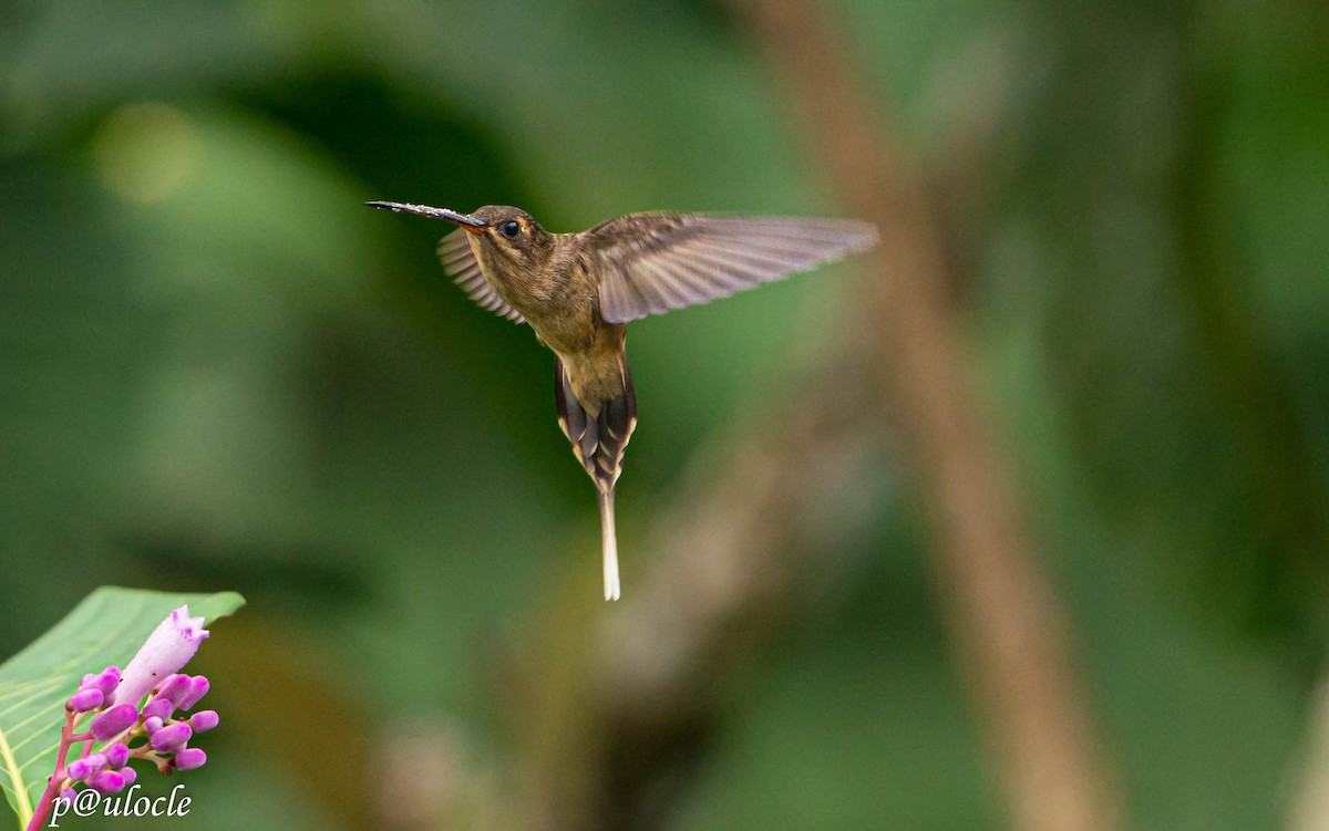 kolibřík šídlozobý - ML425694001