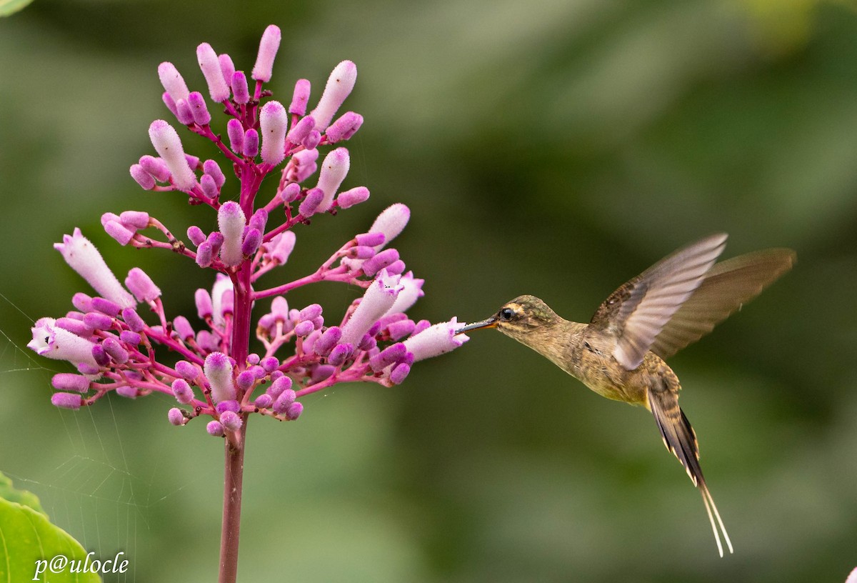 kolibřík šídlozobý - ML425694021