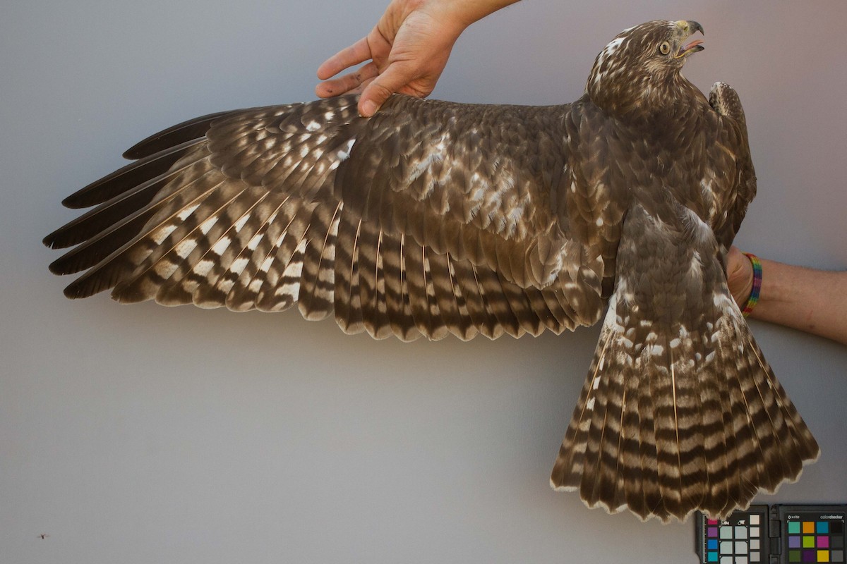 Red-tailed x Rough-legged Hawk (hybrid) - ML425694951