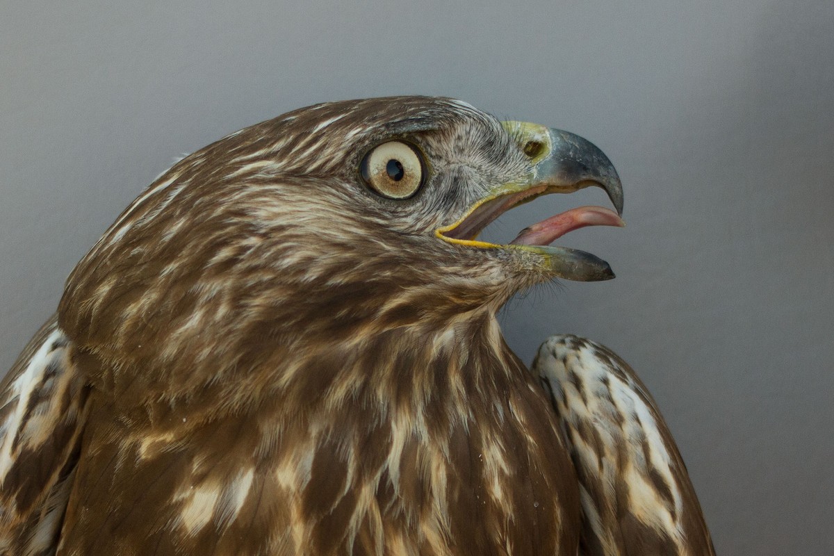 Red-tailed x Rough-legged Hawk (hybrid) - ML425694961