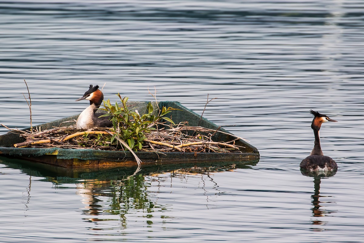 Great Crested Grebe - ML42569871