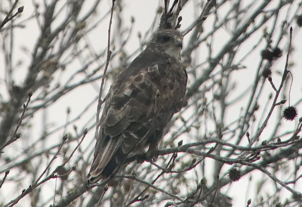 Red-tailed Hawk (Harlan's) - ML425706201