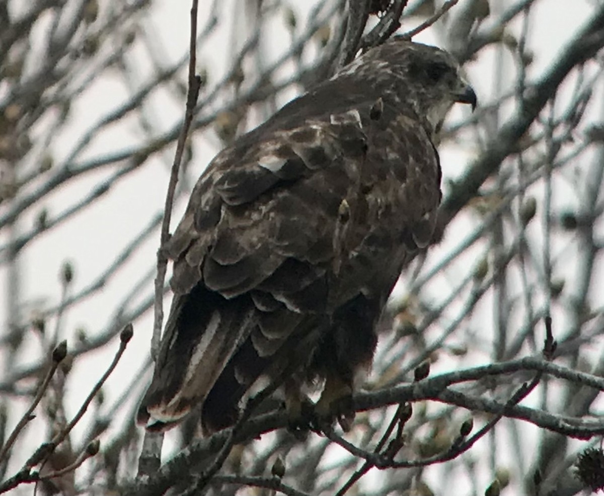 Red-tailed Hawk (Harlan's) - ML425706211