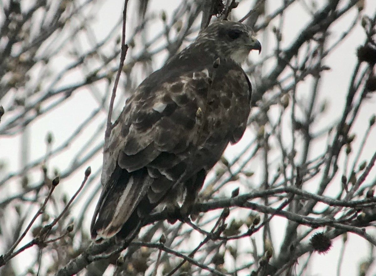 Red-tailed Hawk (Harlan's) - ML425706231