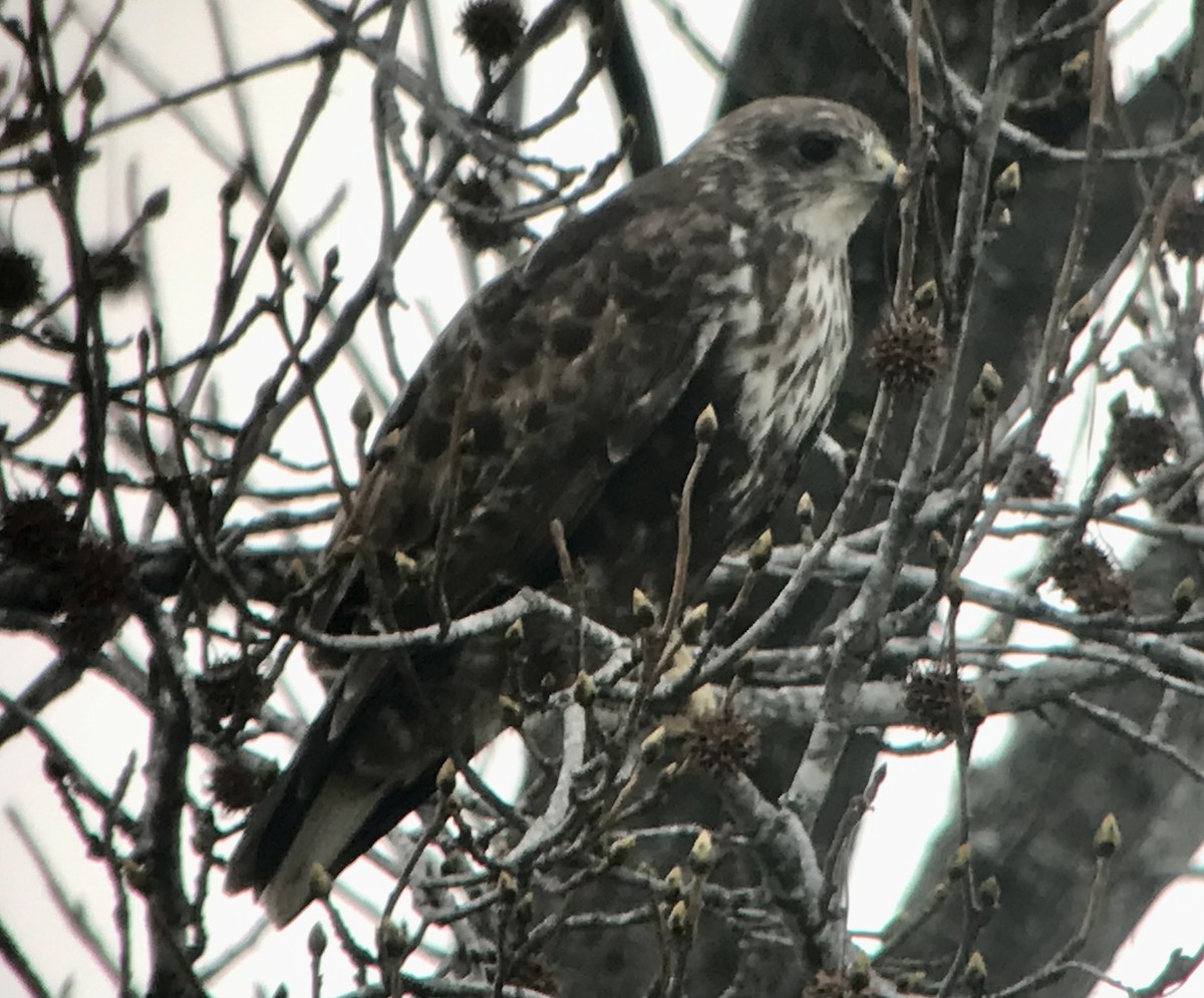 Red-tailed Hawk (Harlan's) - ML425706261