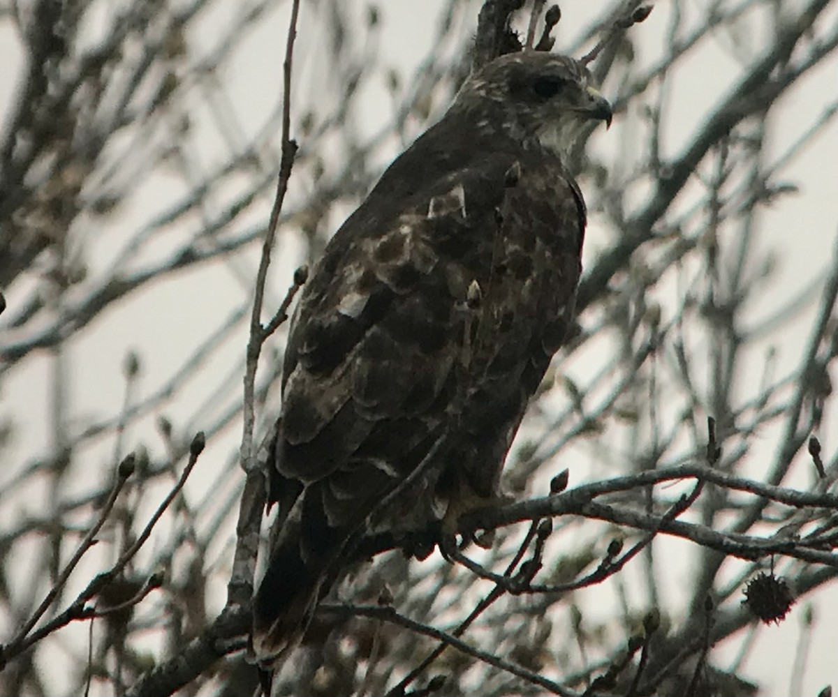 Red-tailed Hawk (Harlan's) - ML425706291