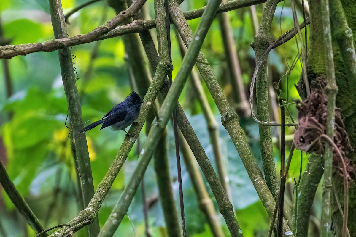 White-bellied Crested Flycatcher - ML425712141