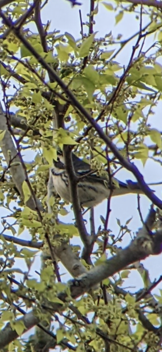 Black-throated Gray Warbler - ML425728231