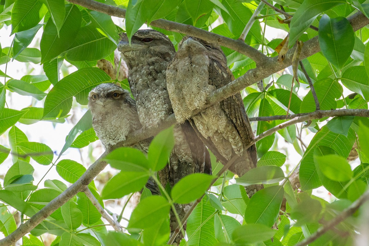 Papuan Frogmouth - ML42572921