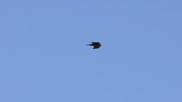 Brown-necked Raven - ML425731221