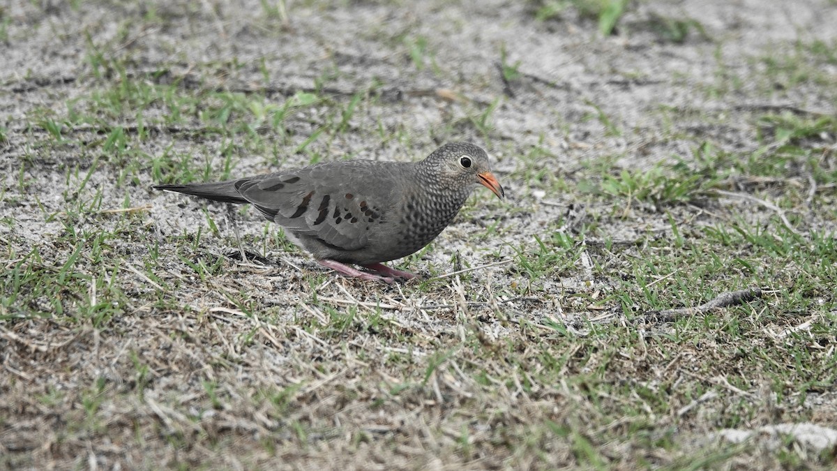 Common Ground Dove - Barry Day