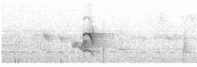 hvitflankemaursmett (luctuosa) - ML425738221