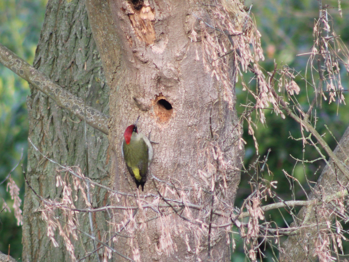 Eurasian Green Woodpecker - ML425740551