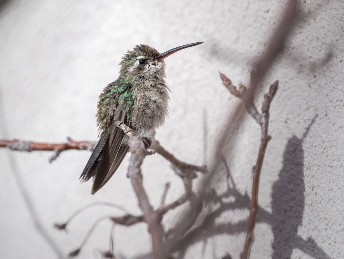 Broad-billed Hummingbird - Mouser Williams