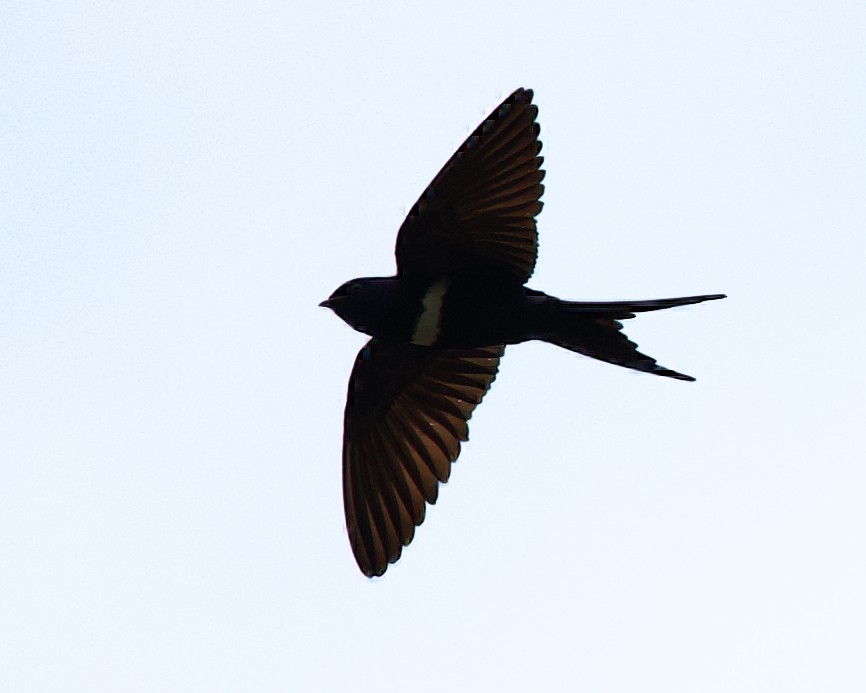 White-banded Swallow - ML425751181