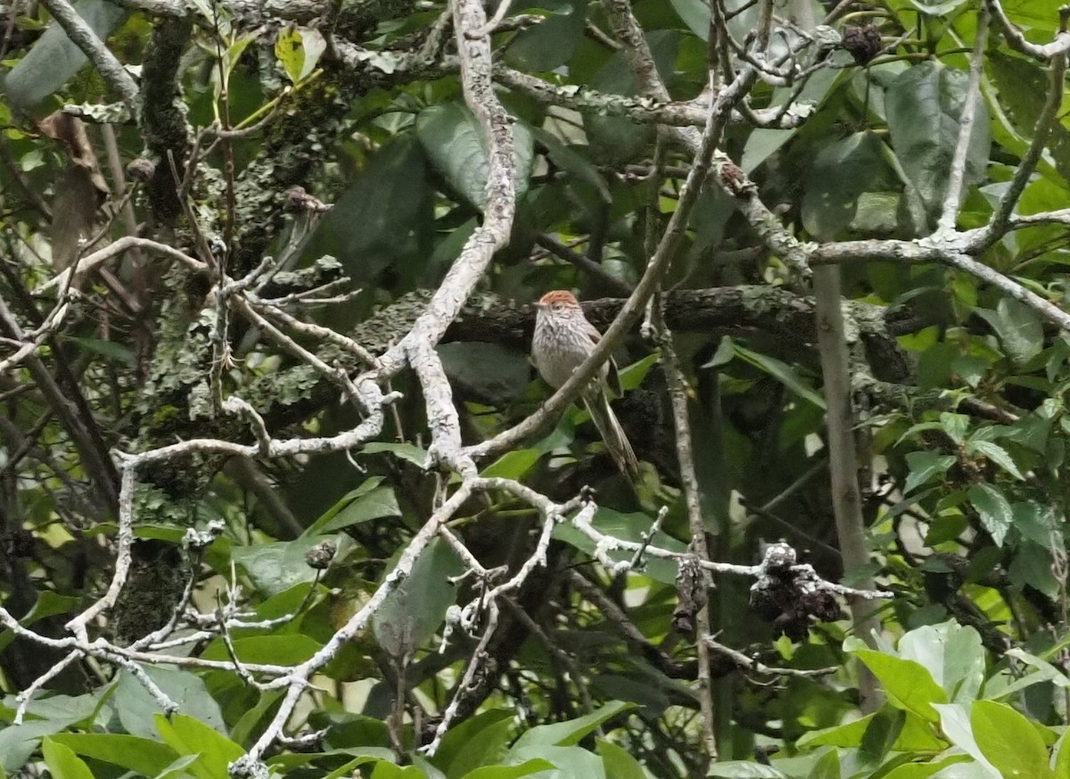 Rusty-crowned Tit-Spinetail - ML425763501