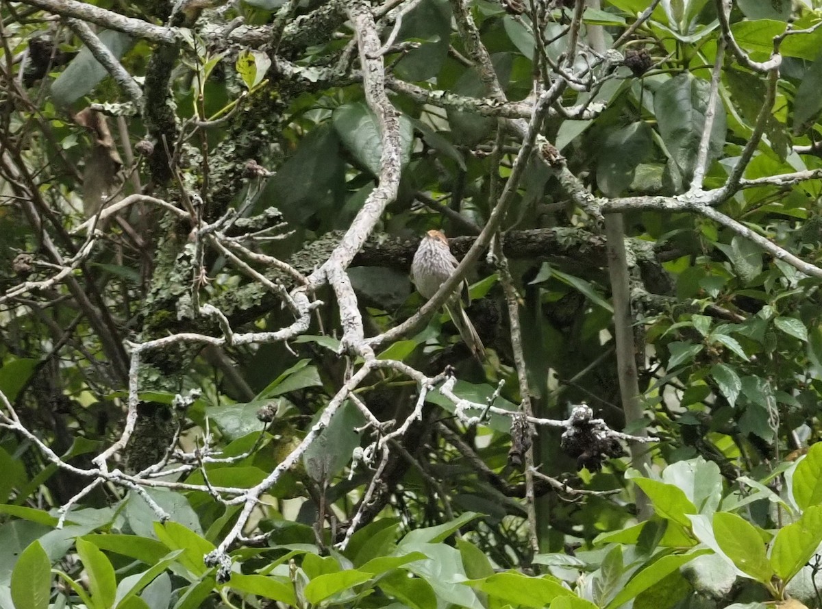 Rusty-crowned Tit-Spinetail - ML425763601