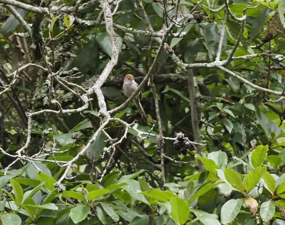 Rusty-crowned Tit-Spinetail - ML425763791