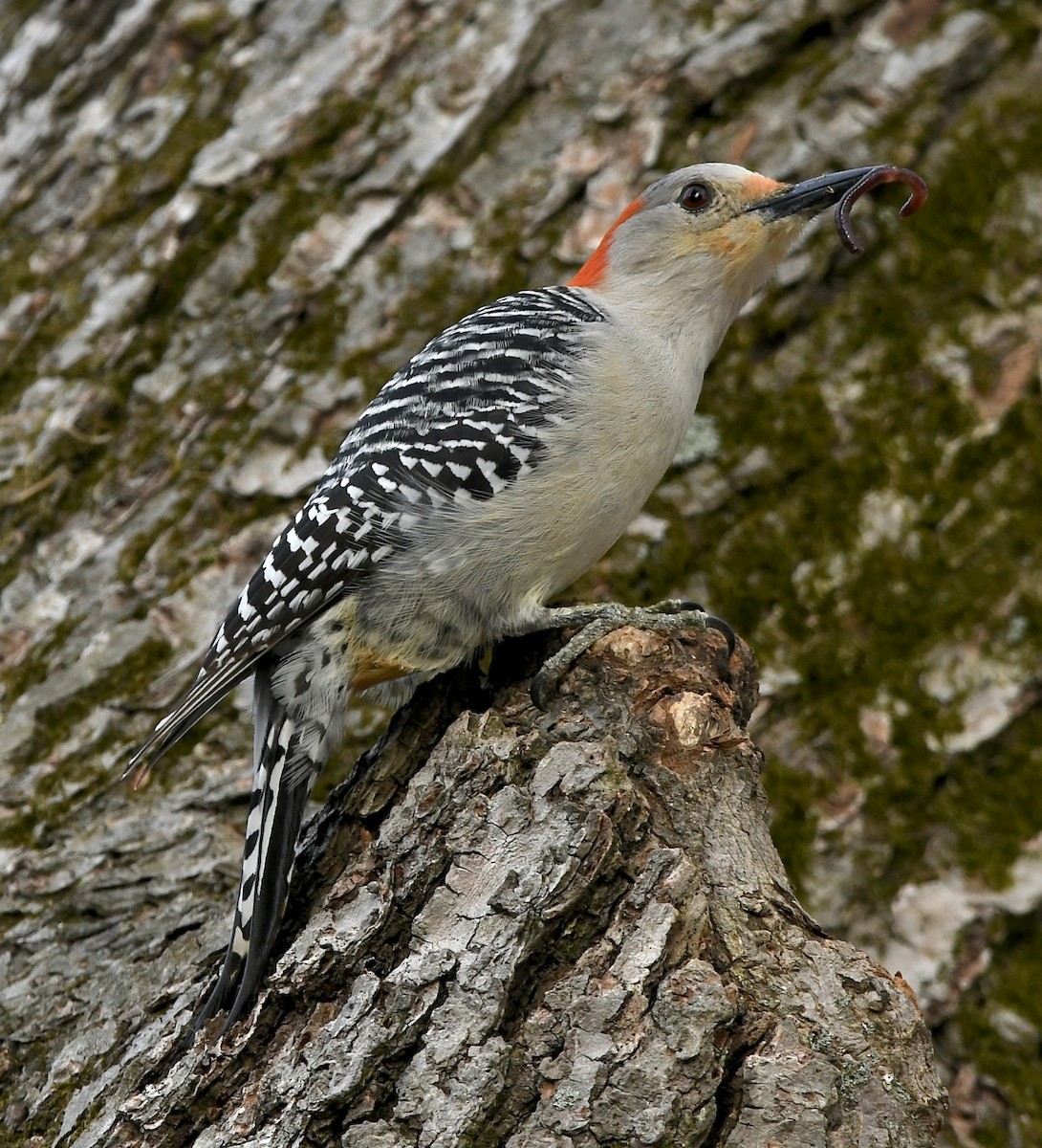 Red-bellied Woodpecker - Paul Nielson