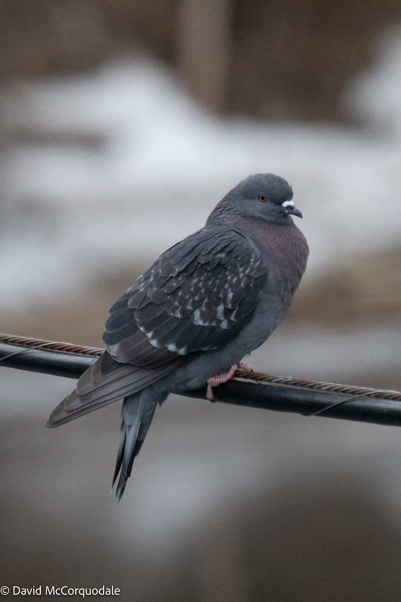 Rock Pigeon (Feral Pigeon) - ML425769441