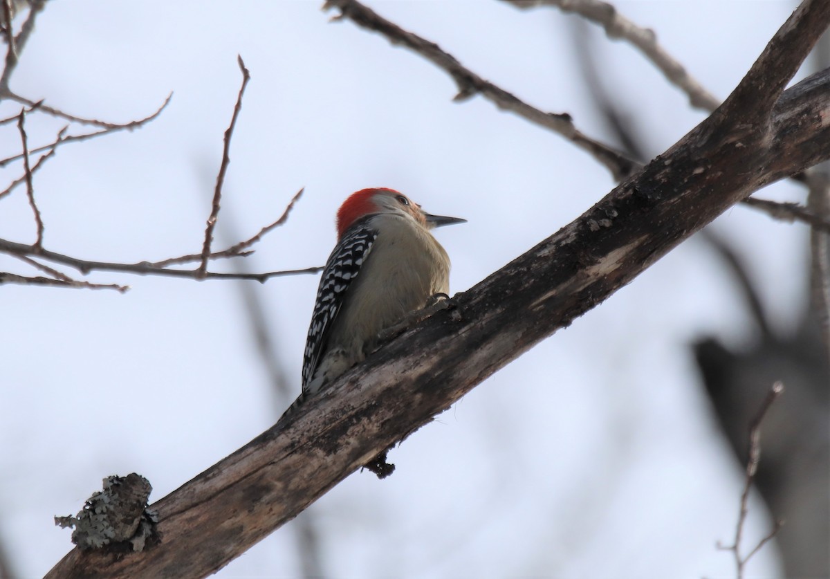 Red-bellied Woodpecker - ML425770661