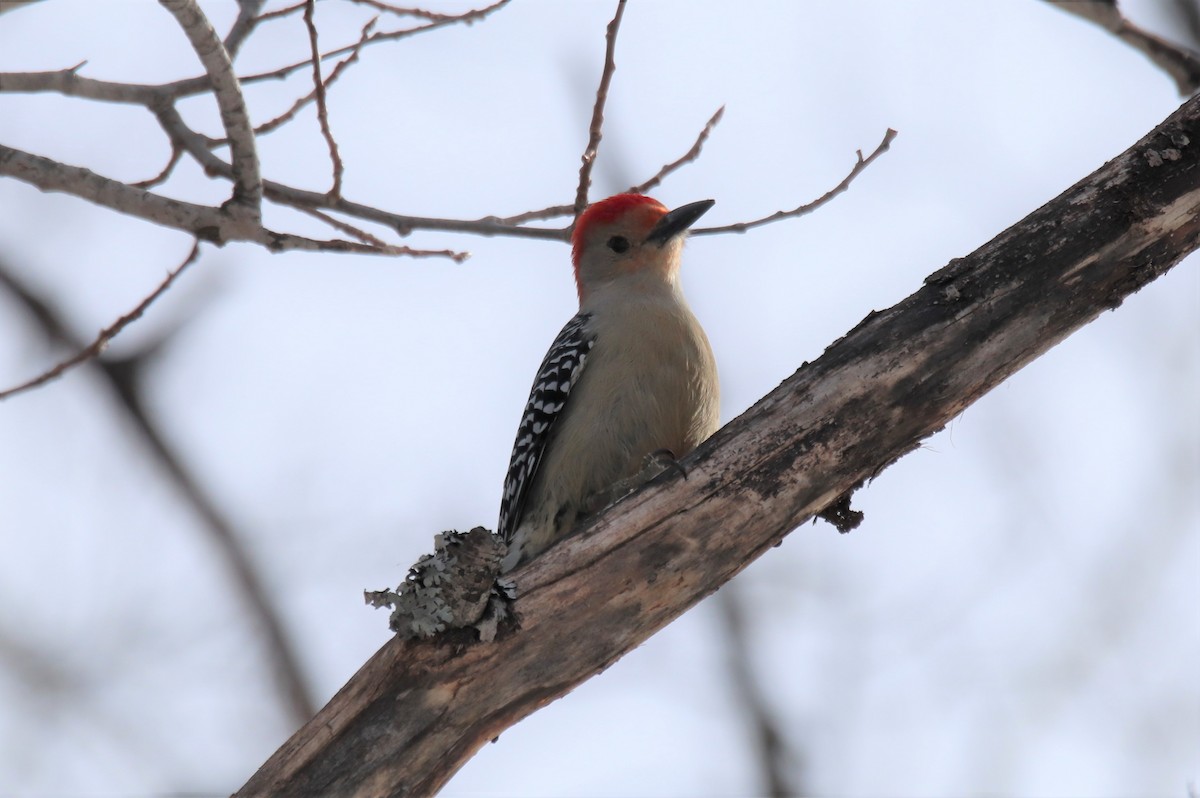 Red-bellied Woodpecker - ML425770711