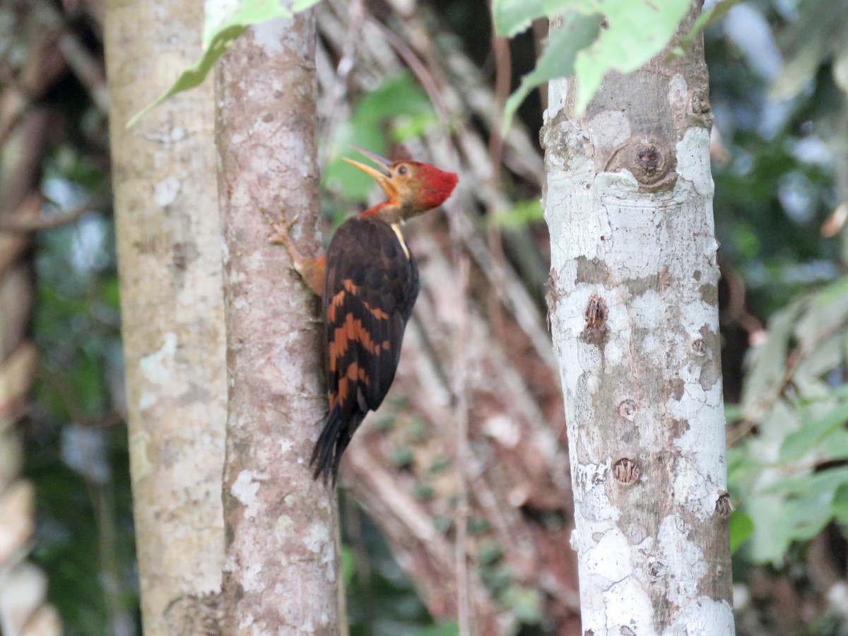 Orange-backed Woodpecker - GARY DOUGLAS