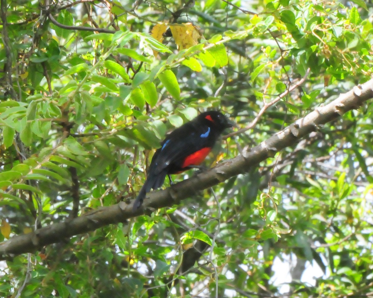 Scarlet-bellied Mountain Tanager - ML425779511