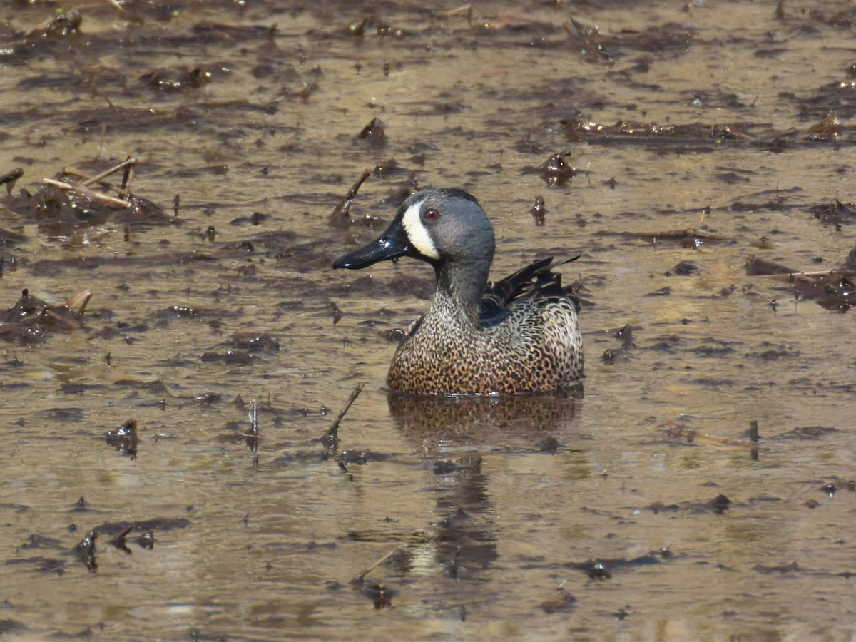 Blue-winged Teal - ML425789261