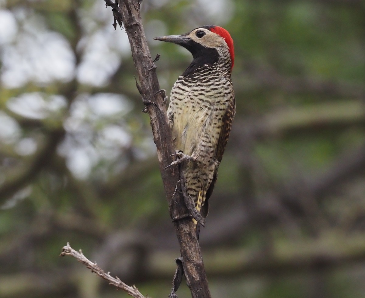 Black-necked Woodpecker - ML425790091