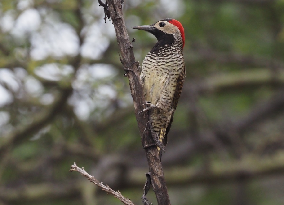Black-necked Woodpecker - ML425790101