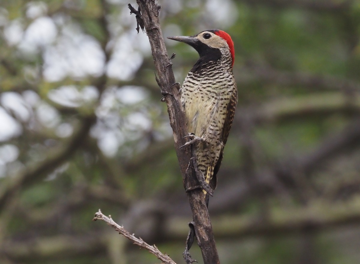 Black-necked Woodpecker - ML425790471