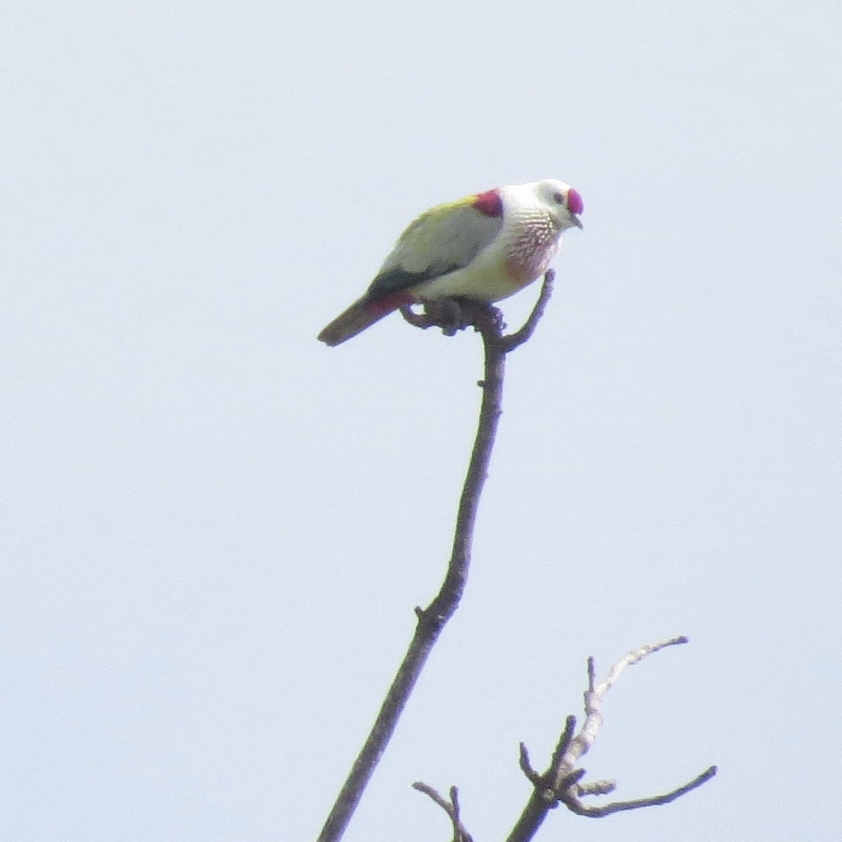 Many-colored Fruit-Dove - ML42579581