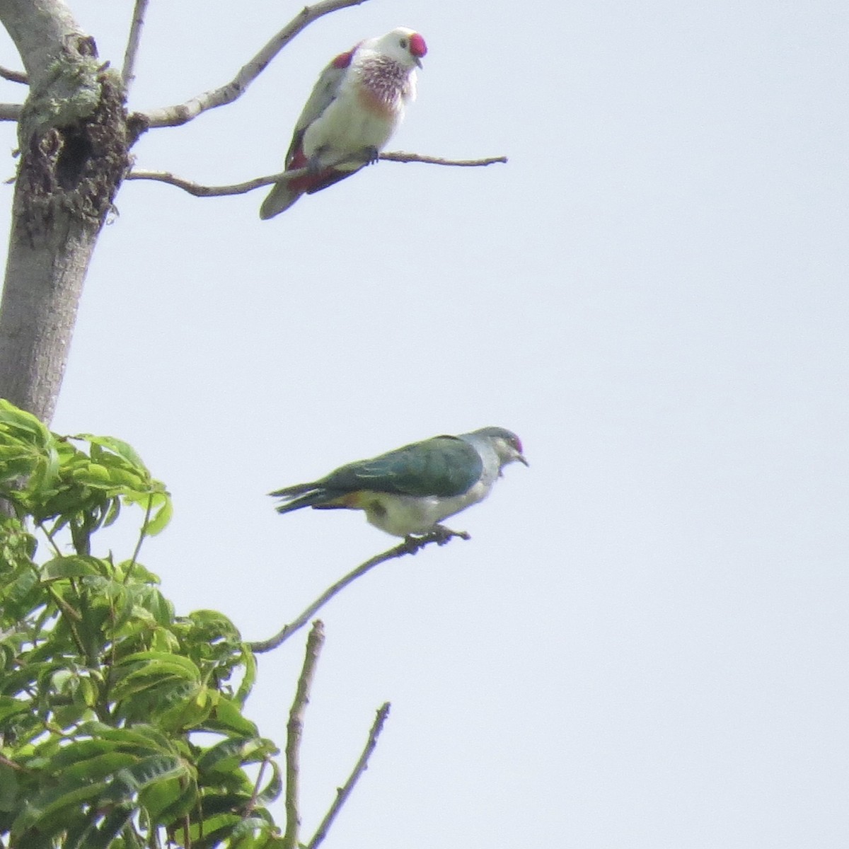 Many-colored Fruit-Dove - Kathryn Young