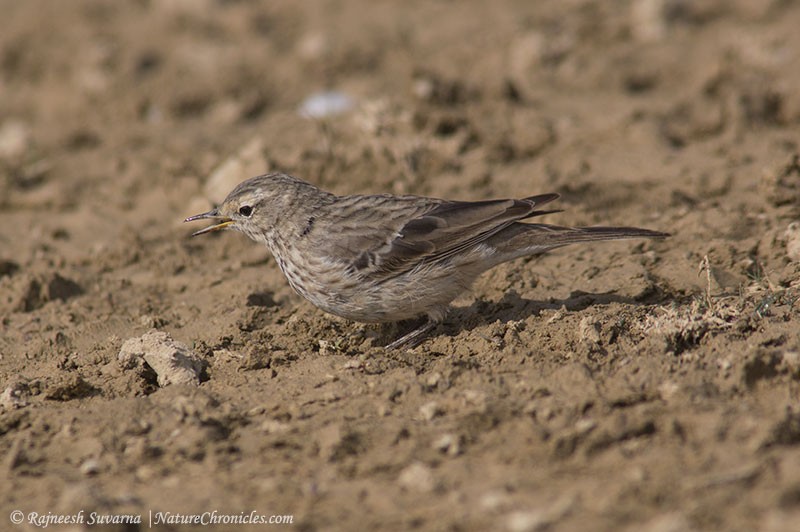 Water Pipit - ML42581701