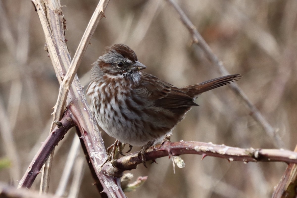 Song Sparrow - Rosemary Clapham